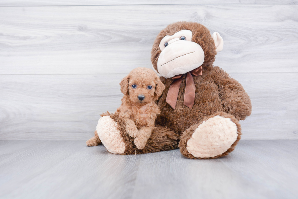 Best Cockapoo Baby