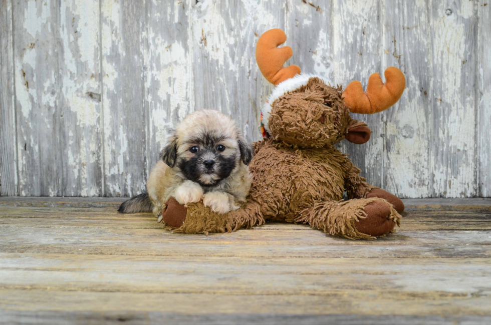 Teddy Bear Pup Being Cute