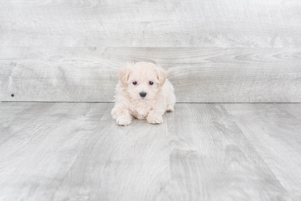 Maltipoo Puppy for Adoption