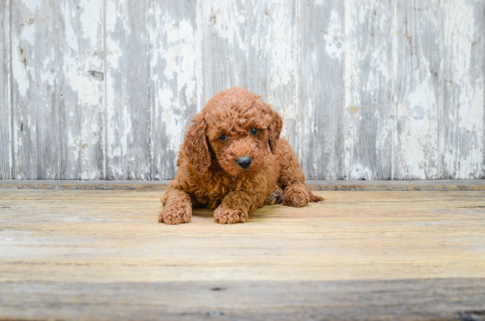 Small Mini Goldendoodle Baby