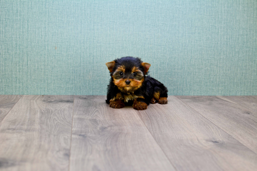 Meet Heidi - our Yorkshire Terrier Puppy Photo 