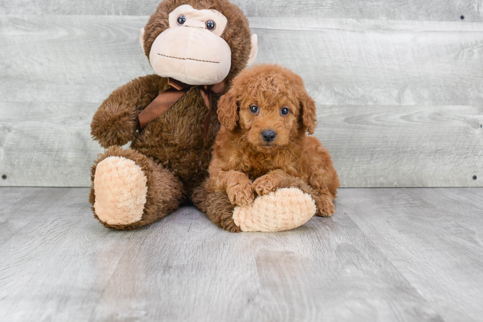 Little Golden Retriever Poodle Mix Puppy