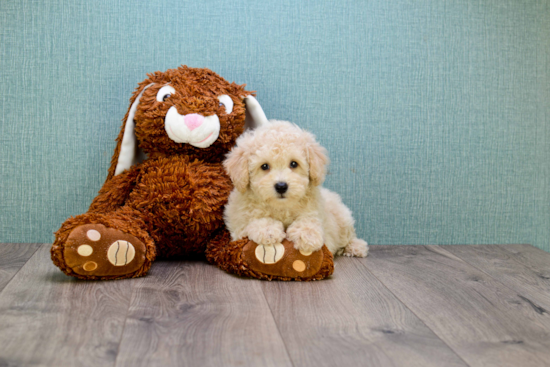 Little Cavoodle Poodle Mix Puppy