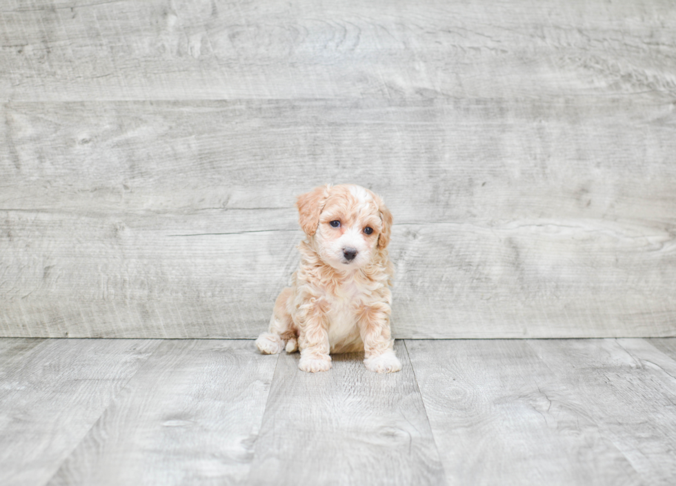 Small Maltipoo Baby