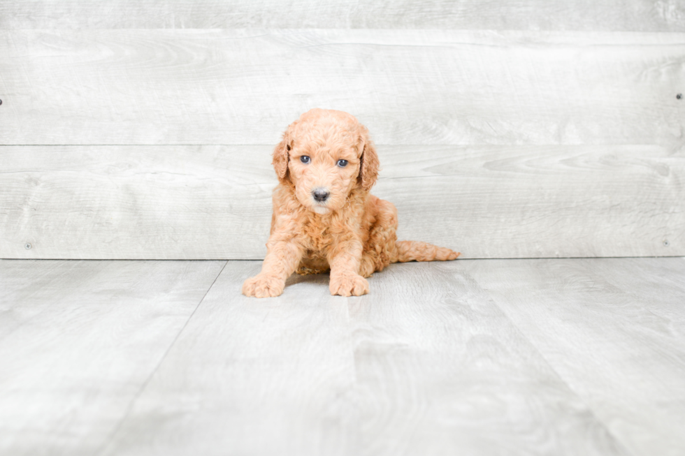 Mini Goldendoodle Pup Being Cute