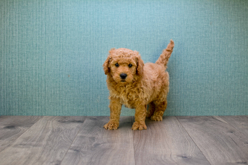 Playful Golden Retriever Poodle Mix Puppy