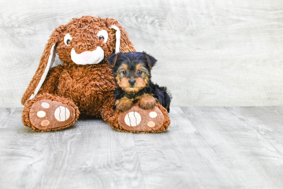 Meet Izzie - our Yorkshire Terrier Puppy Photo 