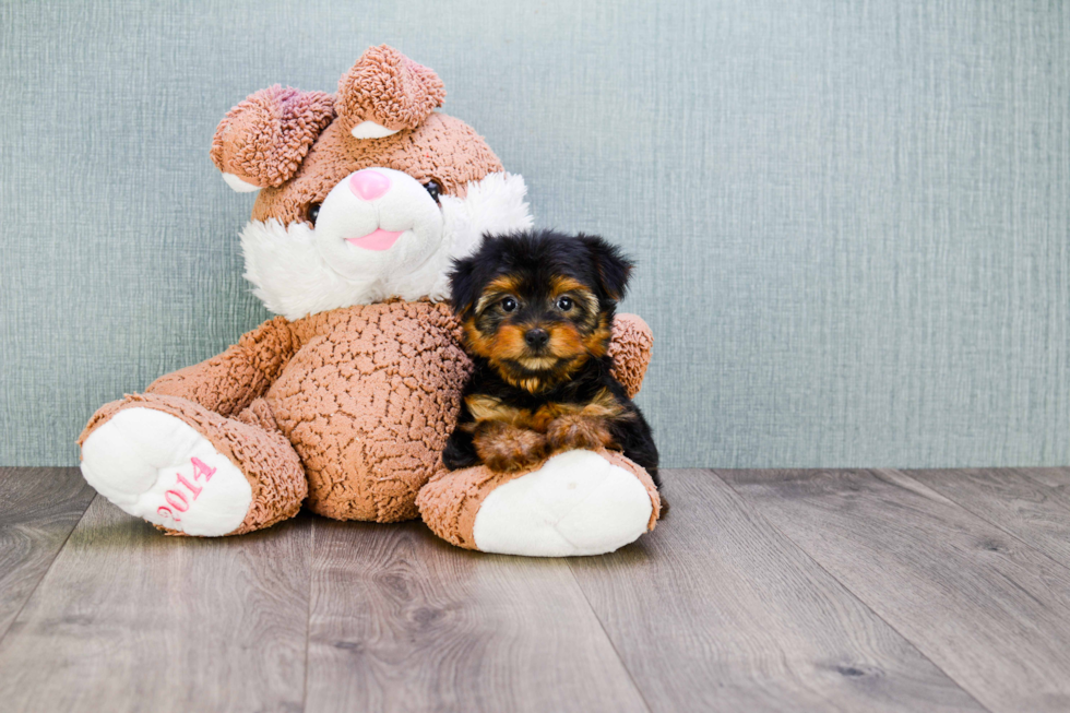 Meet Tracy - our Yorkshire Terrier Puppy Photo 