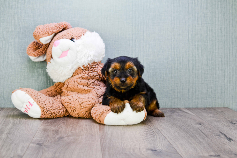 Meet Snickers - our Yorkshire Terrier Puppy Photo 