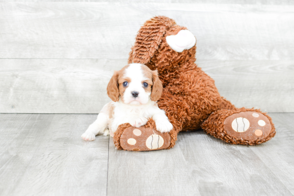 Best Cavalier King Charles Spaniel Baby