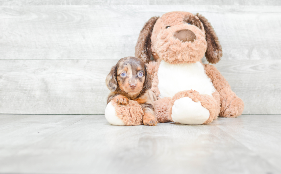 Cute Dachshund Baby