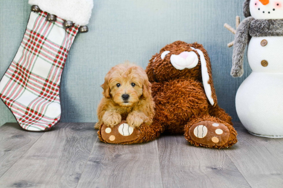 Friendly Cavapoo Baby