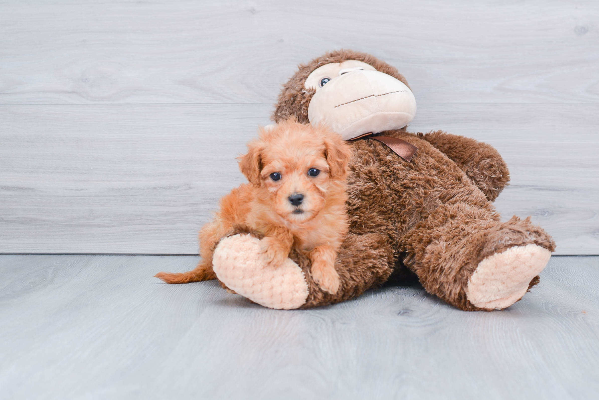 Best Mini Goldendoodle Baby