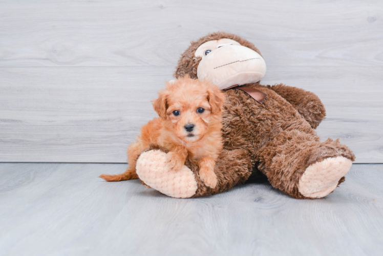 Best Mini Goldendoodle Baby