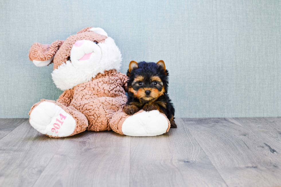 Meet Ronaldo - our Yorkshire Terrier Puppy Photo 