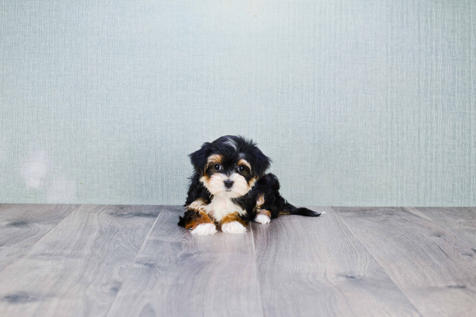 Morkie Puppy for Adoption