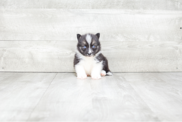 Cute Pomsky Baby