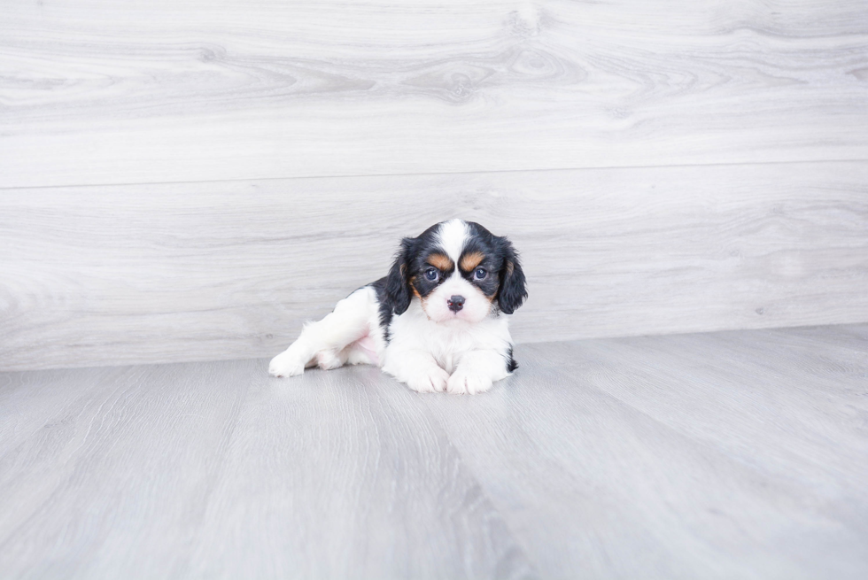 Cavalier King Charles Spaniel Pup Being Cute