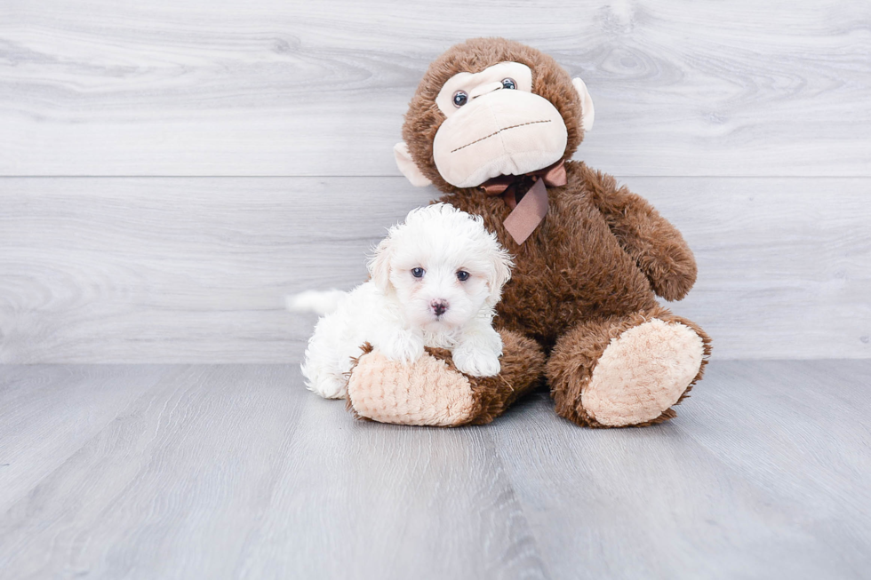 Little Maltepoo Poodle Mix Puppy