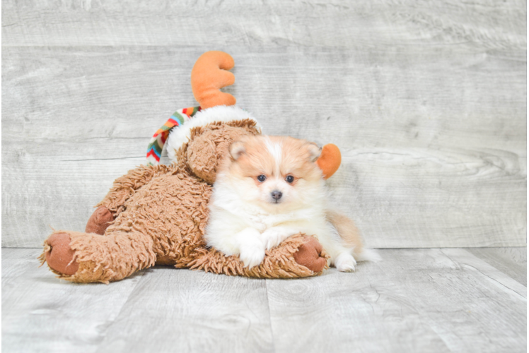 Pomeranian Puppy for Adoption