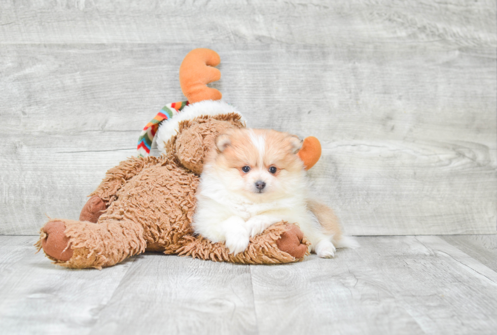 Pomeranian Puppy for Adoption