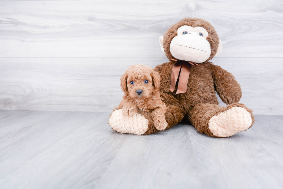 Best Cockapoo Baby