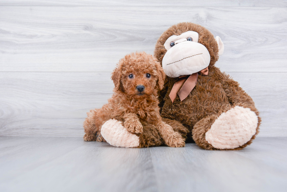 Friendly Mini Goldendoodle Baby