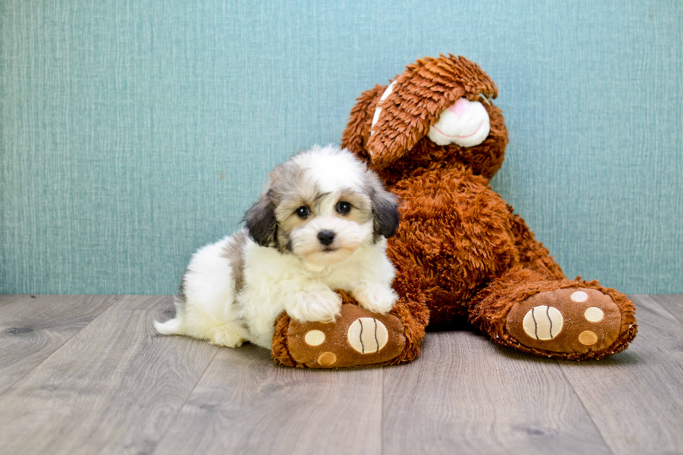 Funny Teddy Bear Designer Pup