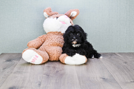 Cavapoo Pup Being Cute