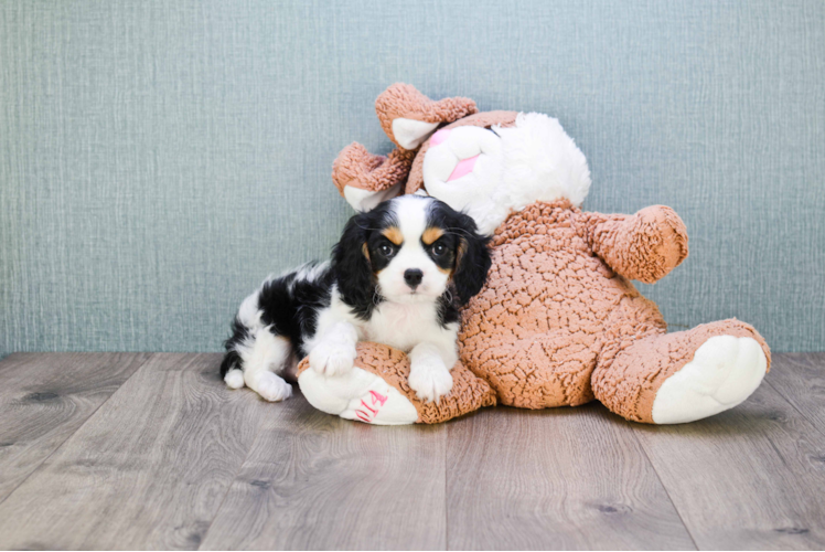 Best Cavalier King Charles Spaniel Baby