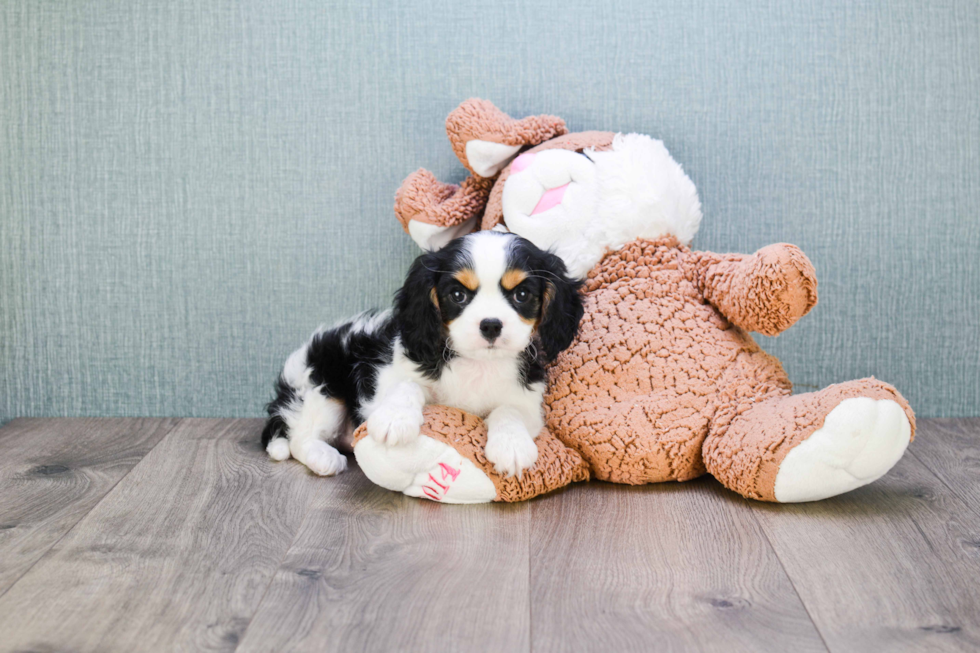 Best Cavalier King Charles Spaniel Baby