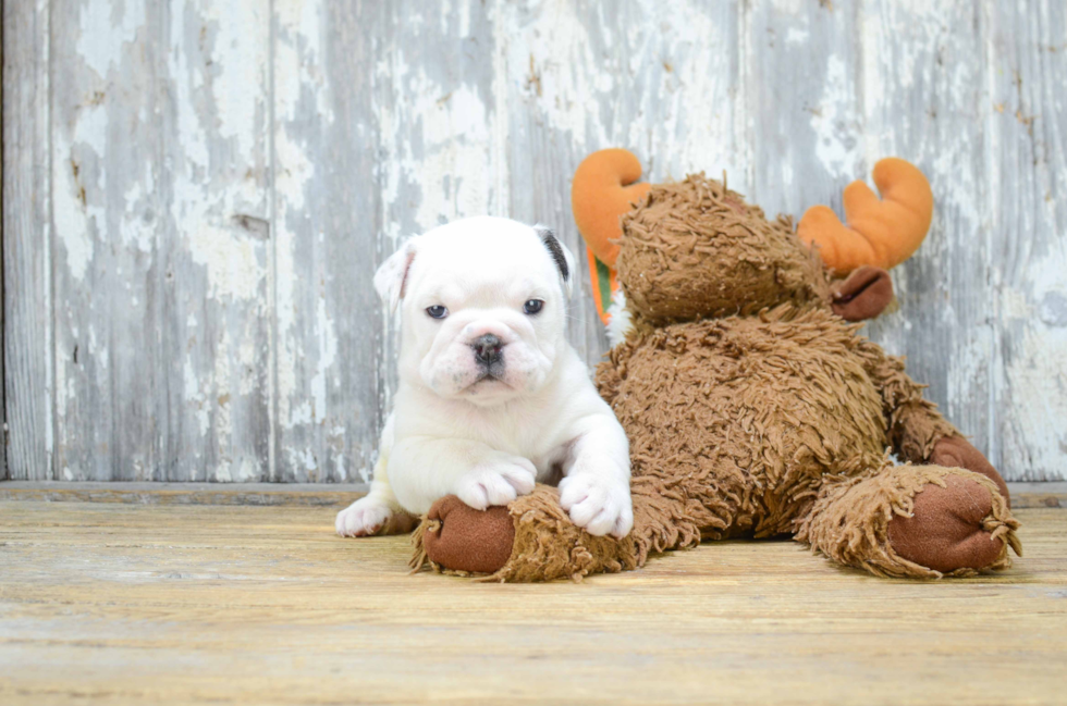 Cute English Bulldog Mix Puppy