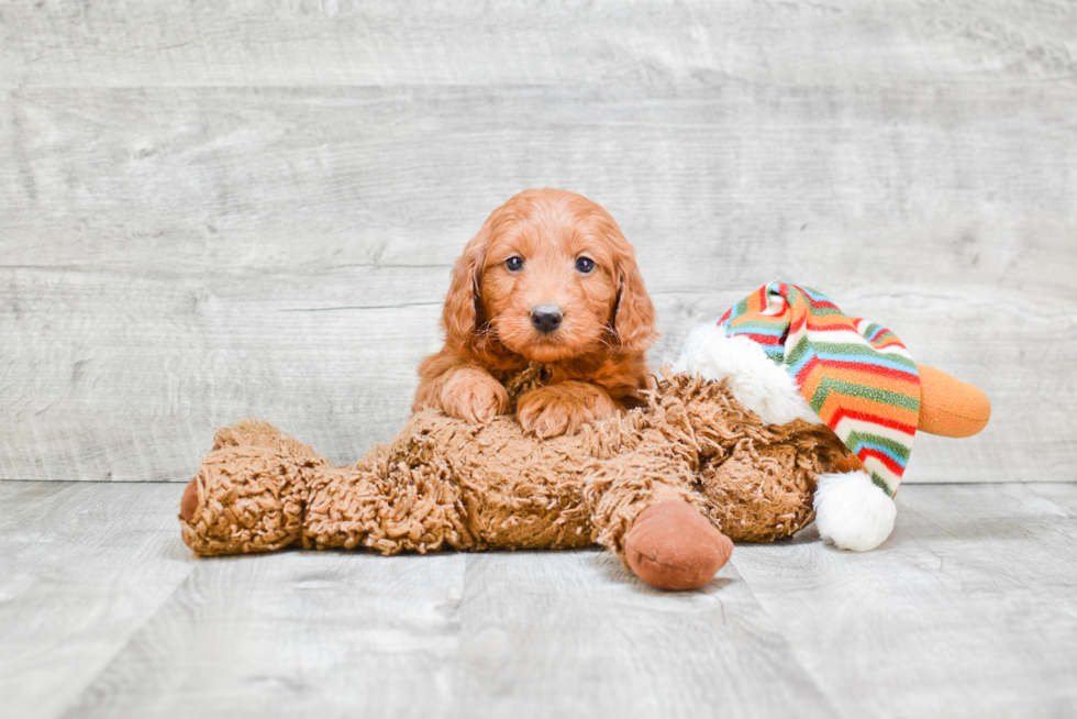 Mini Goldendoodle Pup Being Cute