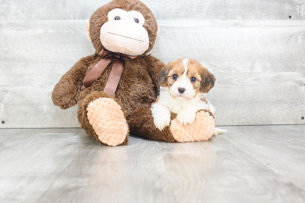 Hypoallergenic Cavalier Designer Puppy