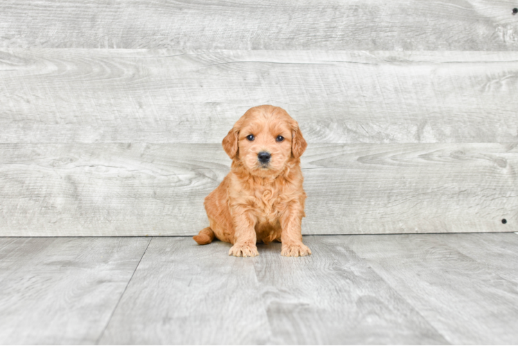 Hypoallergenic Golden Retriever Poodle Mix Puppy