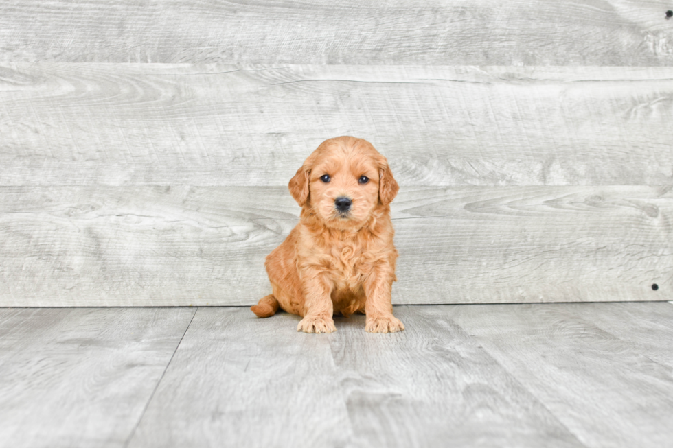 Hypoallergenic Golden Retriever Poodle Mix Puppy