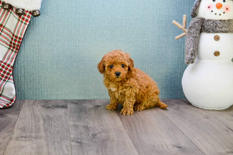 Best Mini Goldendoodle Baby