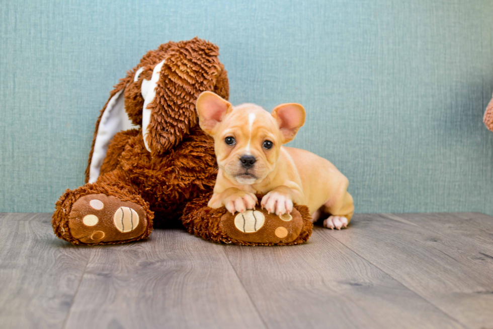 Best French Bulldog Baby