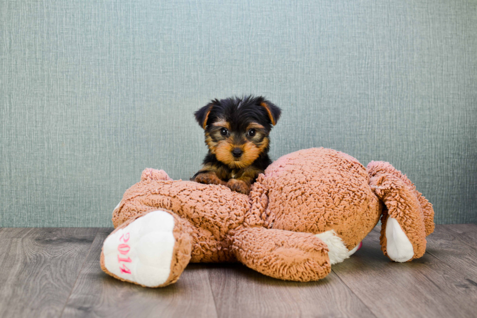 Meet Twinkle - our Yorkshire Terrier Puppy Photo 