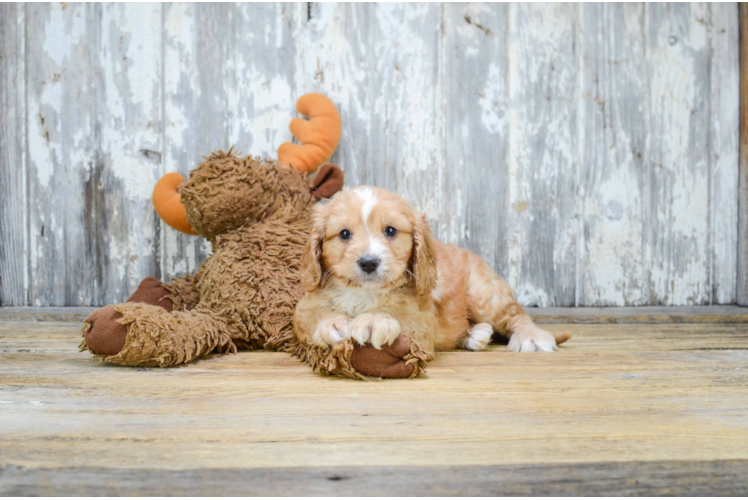 Cavachon Puppy for Adoption