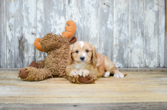 Cavachon Puppy for Adoption