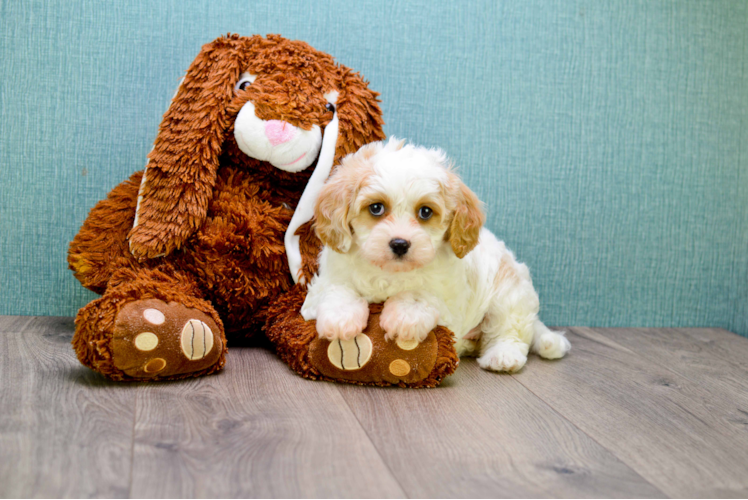 Sweet Cavachon Baby