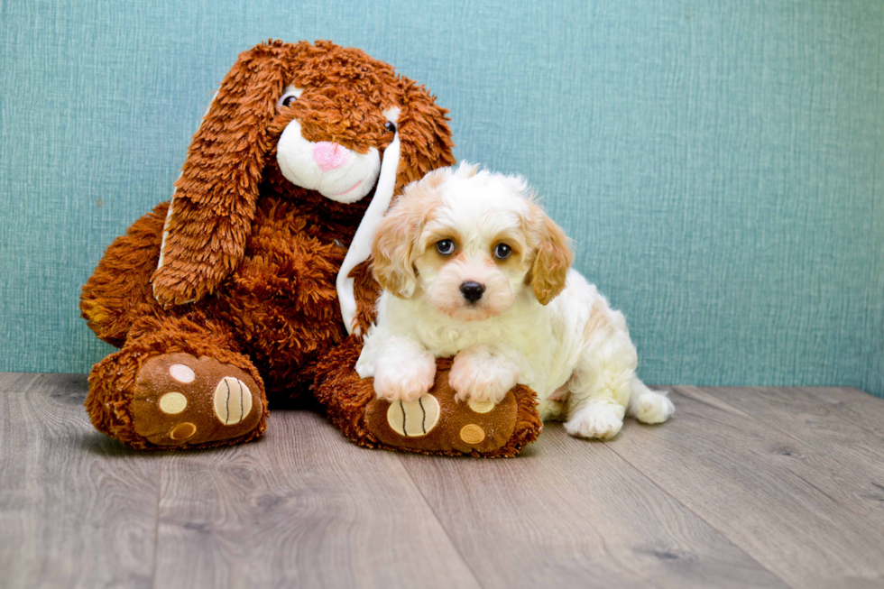 Sweet Cavachon Baby