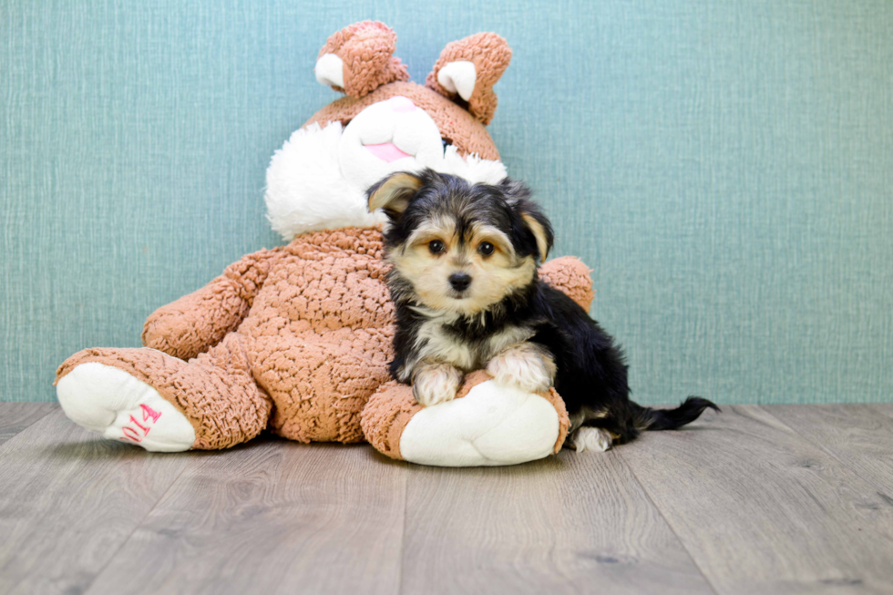 Morkie Puppy for Adoption