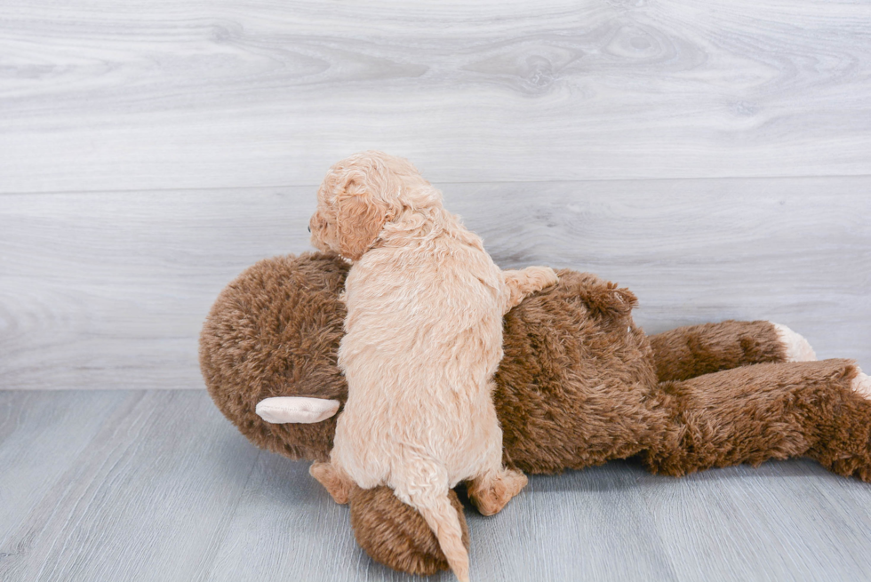 Mini Goldendoodle Pup Being Cute