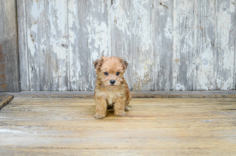 Morkie Pup Being Cute