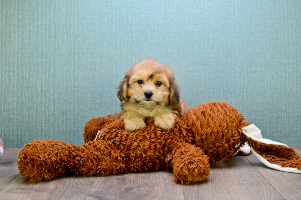 Little Yorkie Designer Puppy