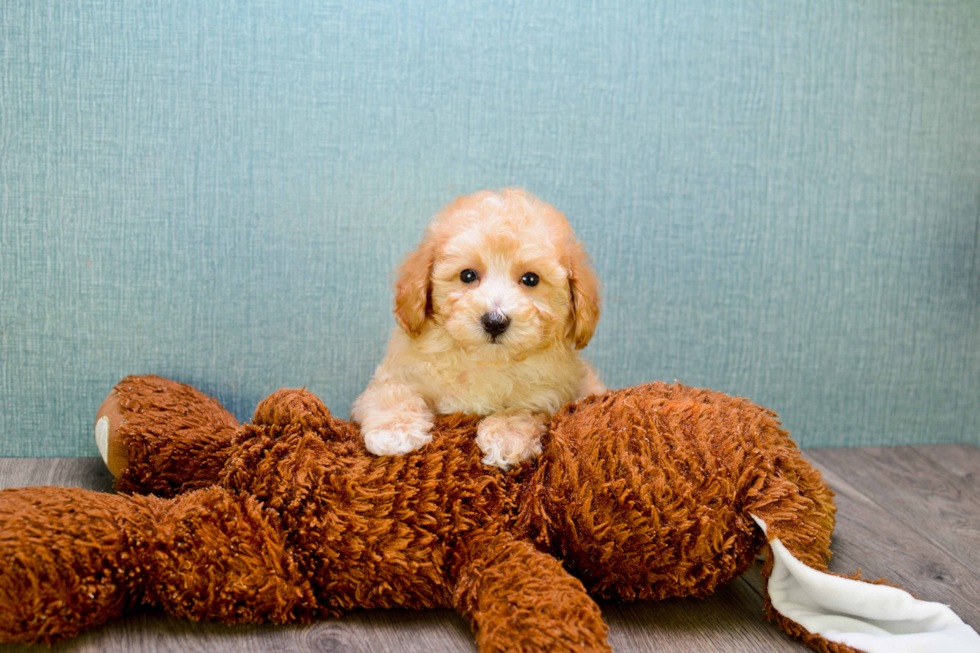 Hypoallergenic Cavoodle Poodle Mix Puppy