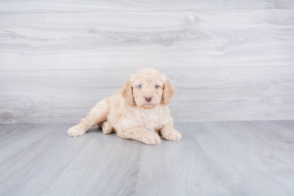 Smart Mini Goldendoodle Poodle Mix Pup