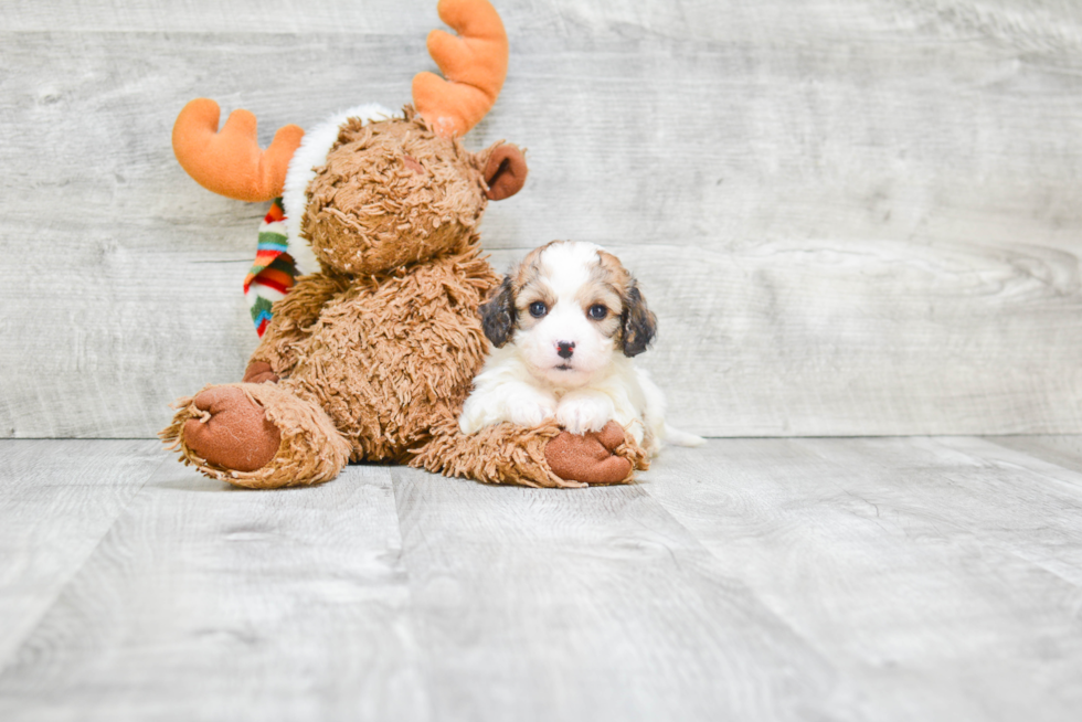 Best Cavachon Baby